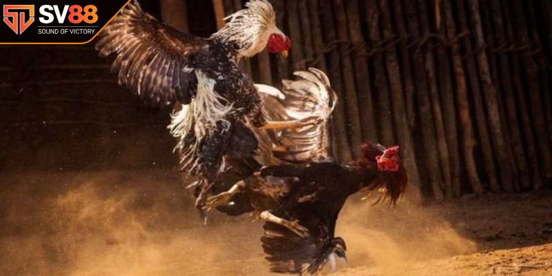 Bí quyết từ chuyên gia