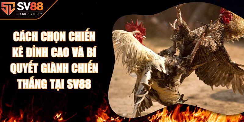 Cách Chọn Chiến Kê Đỉnh Cao Và Bí Quyết Giành Chiến Thắng Tại SV88