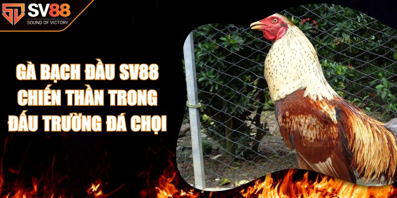 Gà Bạch Đầu SV88 Chiến Thần Trong Đấu Trường Đá Chọi