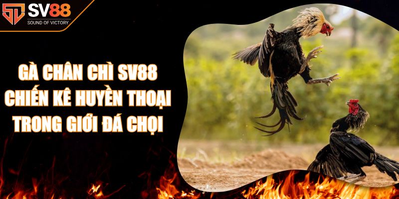 Gà Chân Chì SV88 Chiến Kê Huyền Thoại Trong Giới Đá Chọi