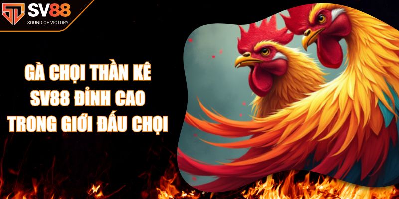 Gà Chọi Thần Kê SV88 Đỉnh Cao Trong Giới Đấu Chọi