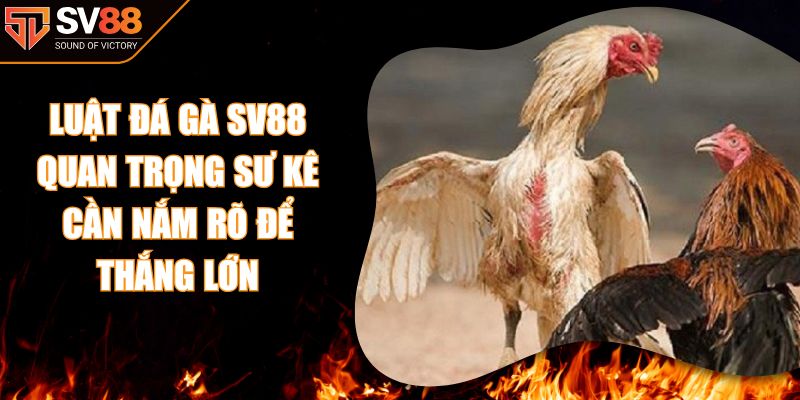 Luật Đá Gà SV88 Quan Trọng Sư Kê Cần Nắm Rõ Để Thắng Lớn