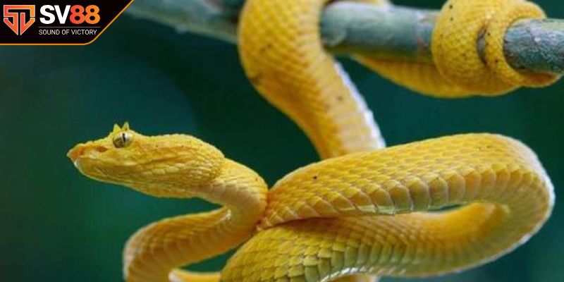 Ý nghĩa của giấc mộng có nhiều rắn cùng lúc 